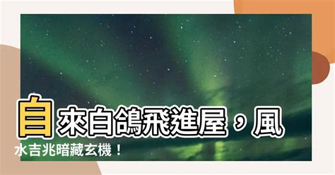 自來白鴿風水|【自來白鴿風水】自來白鴿飛進屋，風水吉兆暗藏玄機！